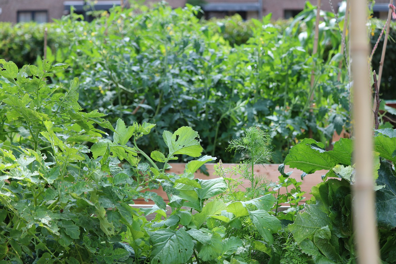 wood raised garden bed with vegetables