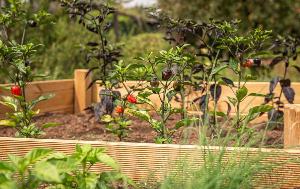 brick raised garden bed with flowers